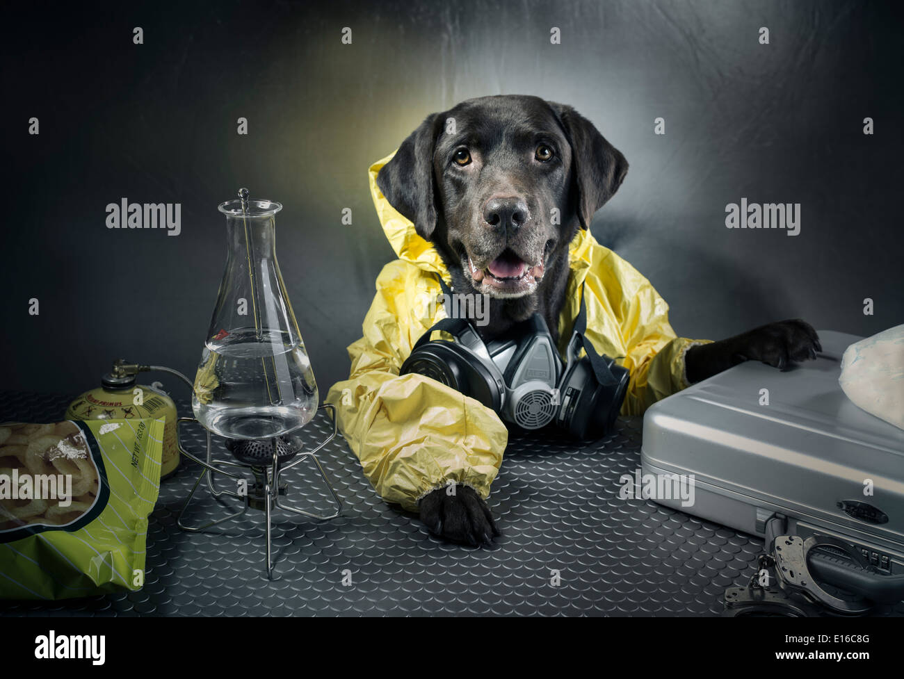 Meth Lab ( Chocolate Labrador / Breaking Bad ) Word Pun Stock Photo