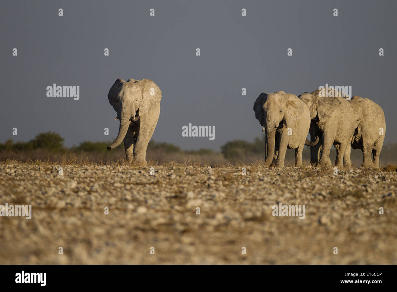 Elephants in Namibia Stock Photo