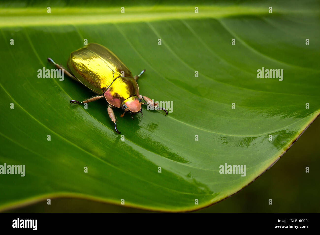 Golden beetle Stock Photo