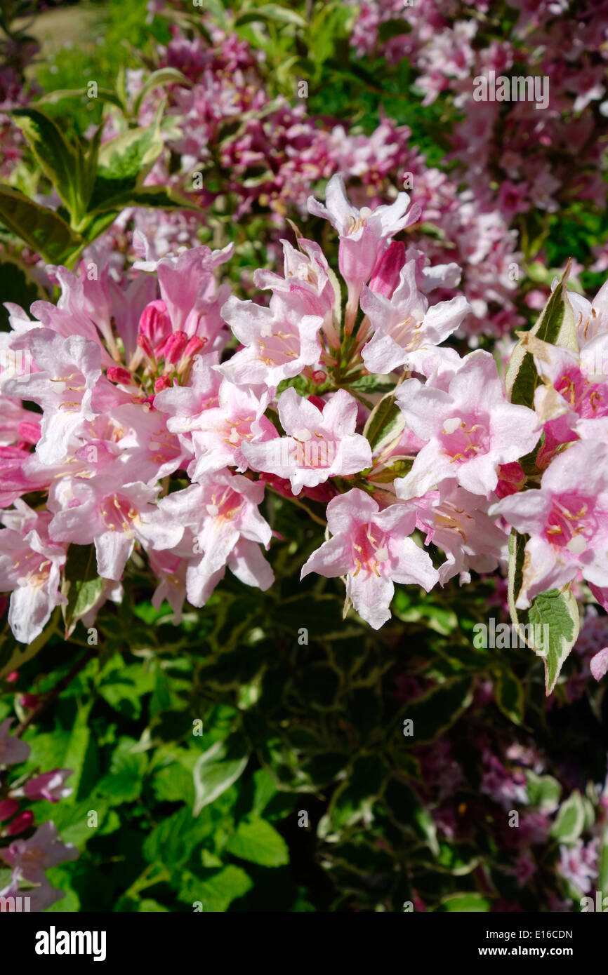 Weigela praecox 'variegata' in Flower Stock Photo