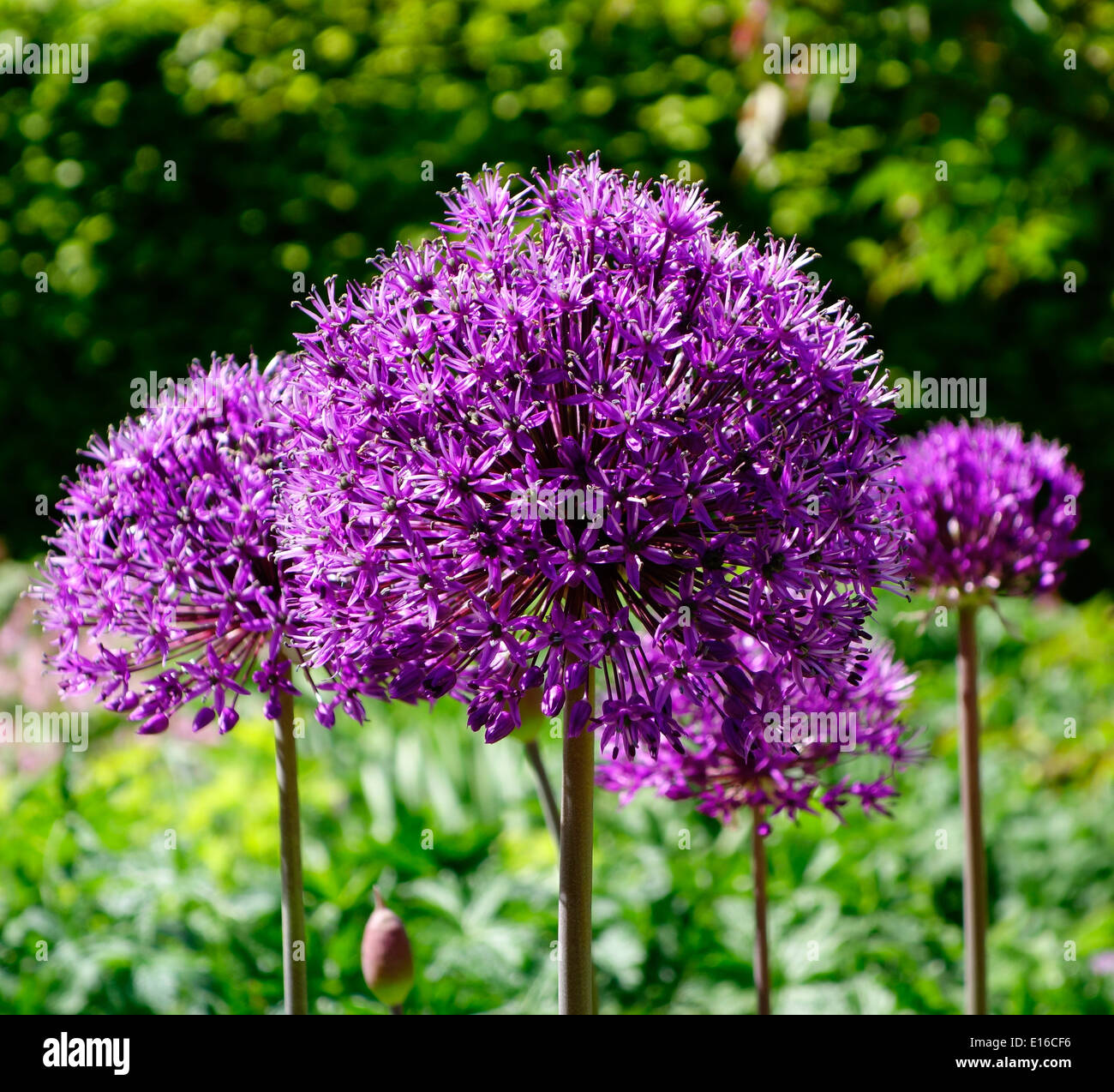 Alliums purple sensation garden hi-res stock photography and images - Alamy