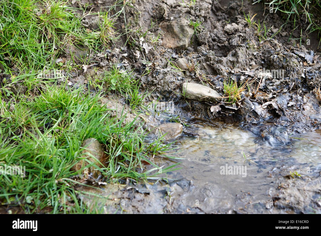 fresh spring water bubbling out of the ground source northumberland uk