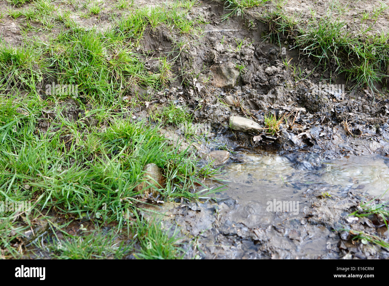 fresh spring water bubbling out of the ground source northumberland uk