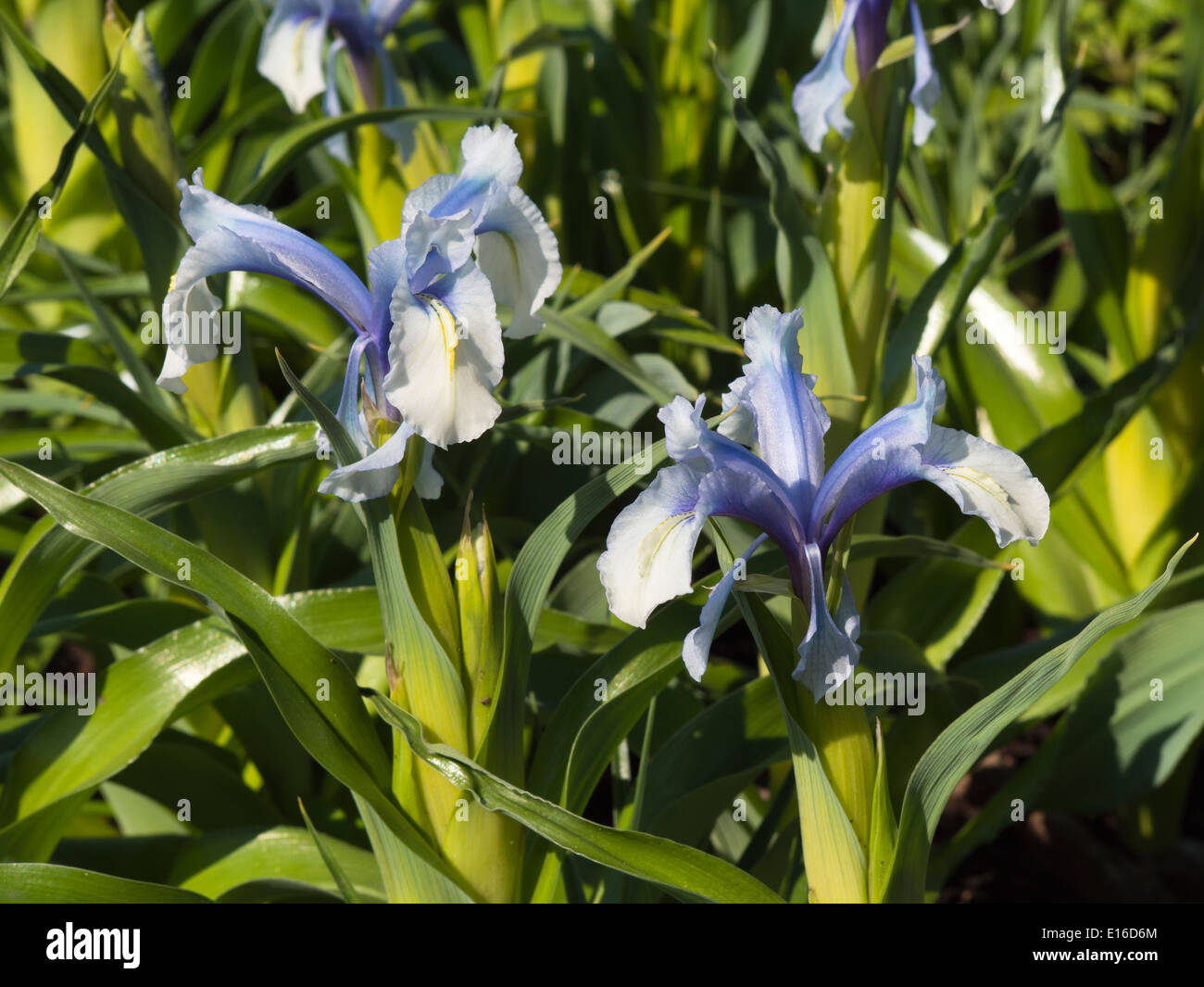 Iris aucheri light blue and white, from the botanical garden in Oslo Norway Stock Photo
