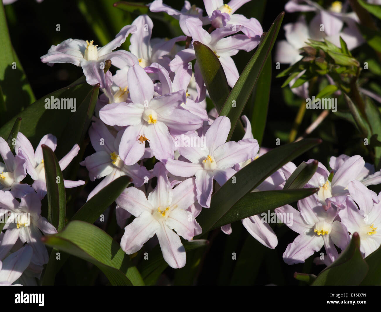 Scilla forbesii, Pink Giant, close up from the botanical garden in Oslo Norway Stock Photo