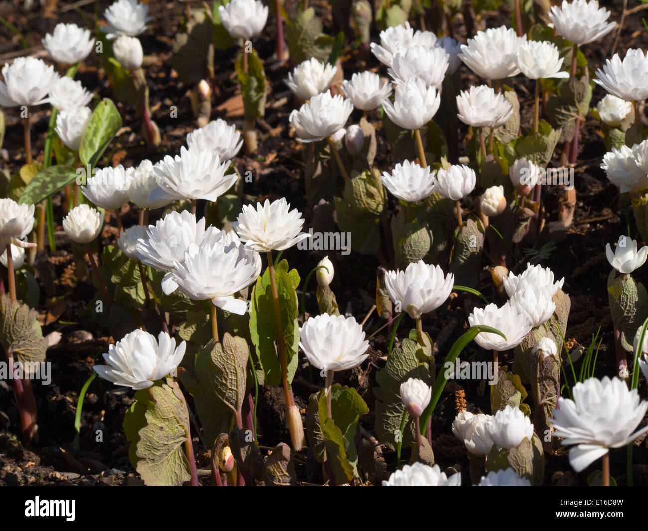Sanguinaria canadensis, Multiplex, bloodroot, springtime impression ...