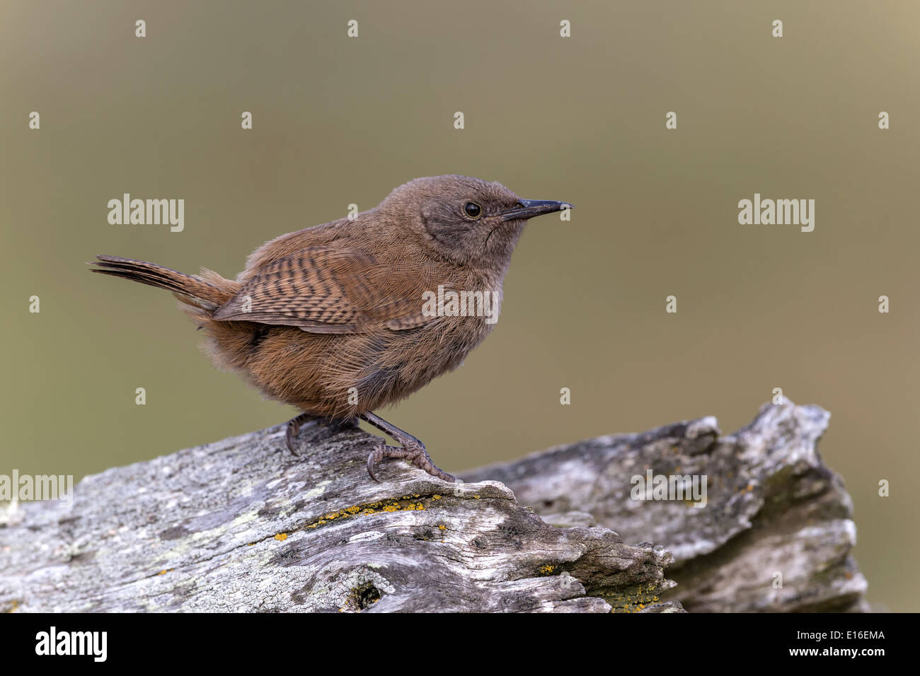 Cobb's Wren Stock Photo