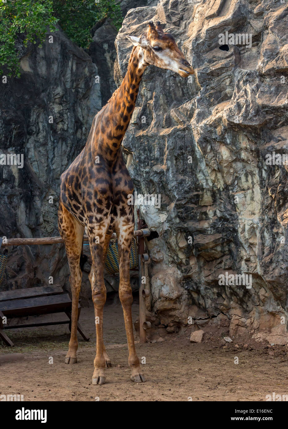 Two giraffe together hi-res stock photography and images - Alamy