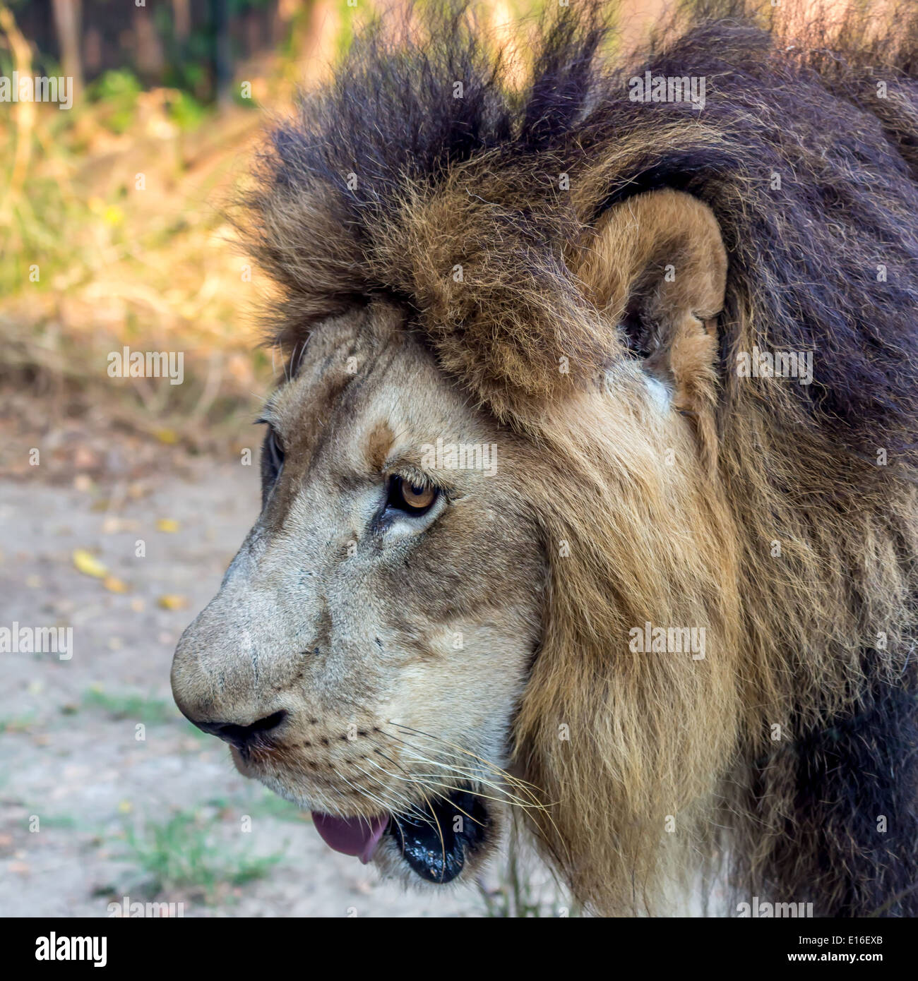 Image of male lion hi-res stock photography and images - Alamy