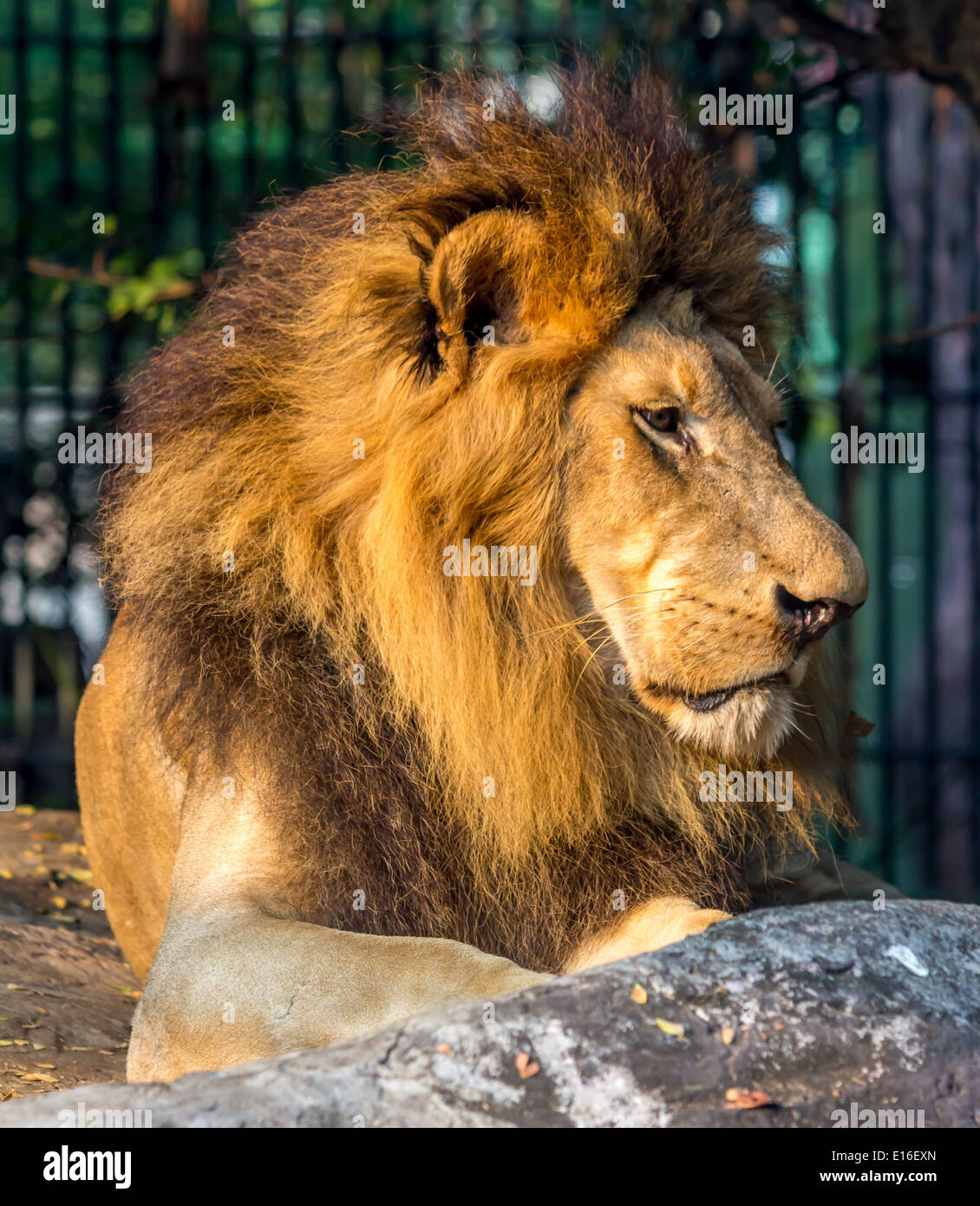 Beautiful male lion profile hi-res stock photography and images - Alamy