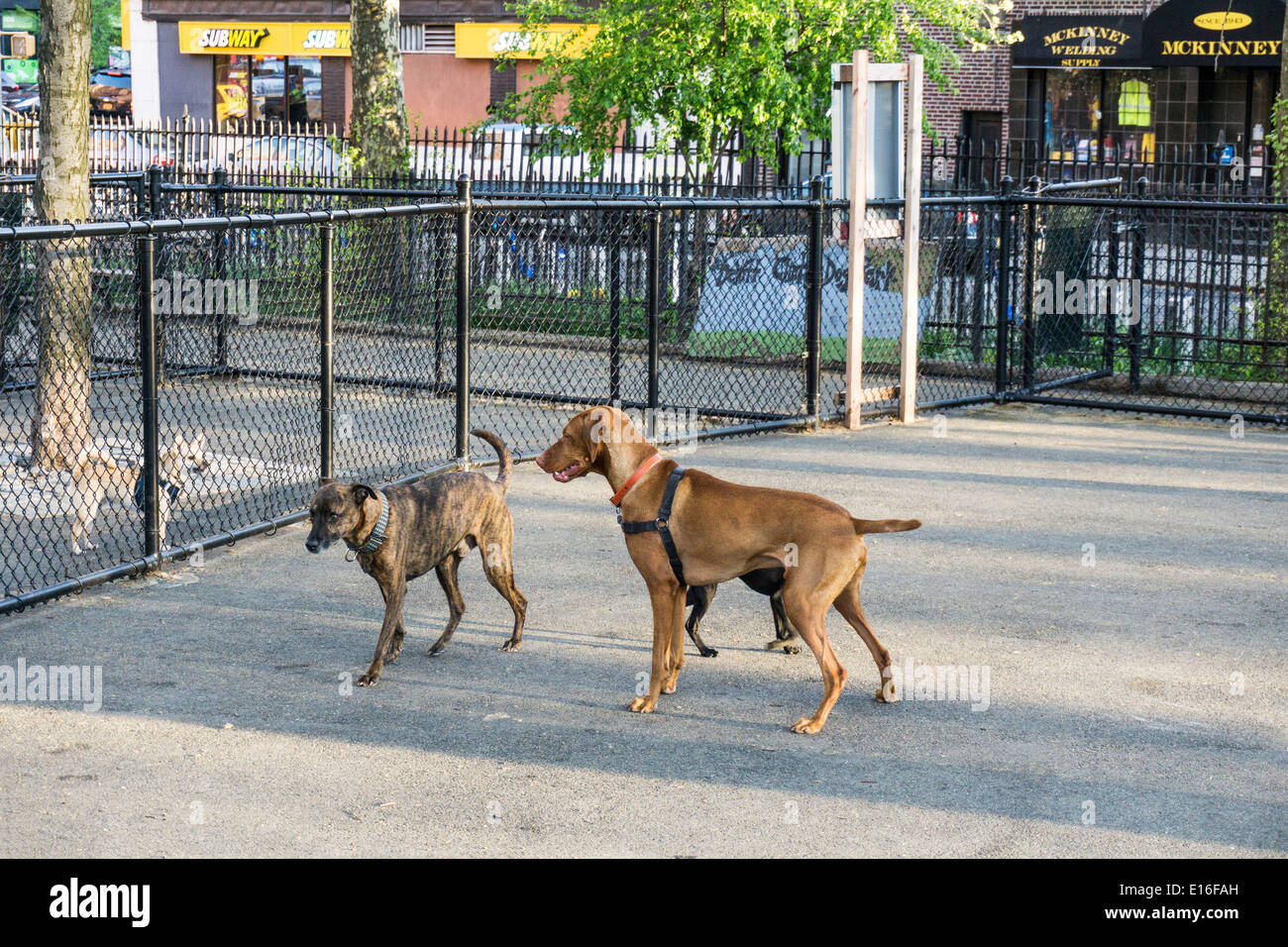 2 dog runs separated by fence to accommodate big & small little & large dog dogs in DeWitt Clinton park Hells Kitchen Manhattan Stock Photo