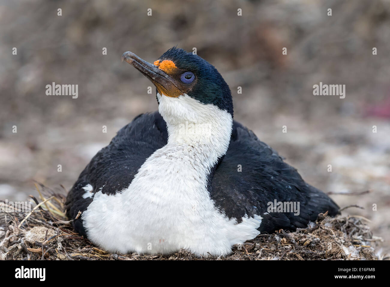 King Cormorant on nest Stock Photo
