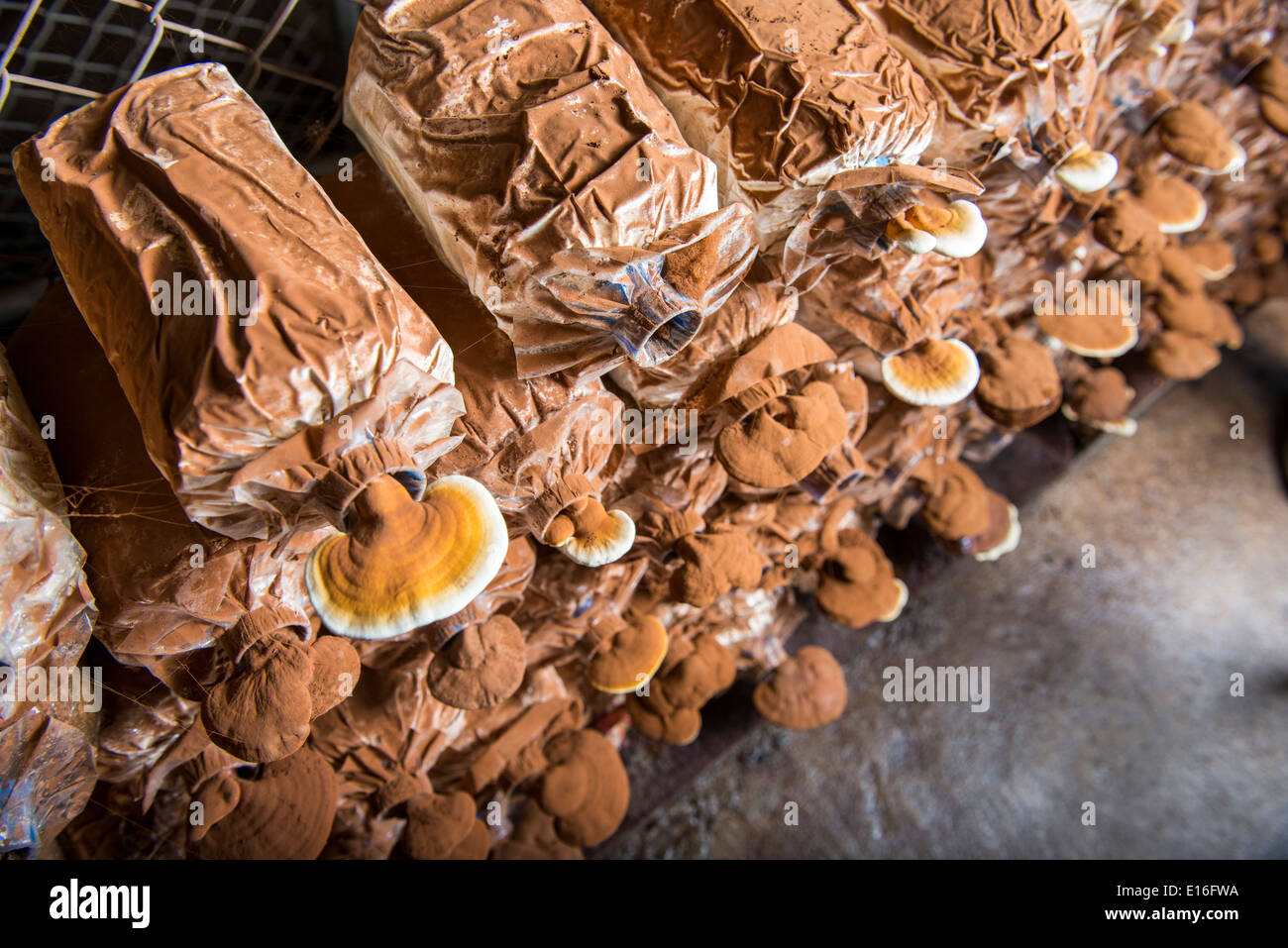 Mushroom farm hi-res stock photography and images - Alamy