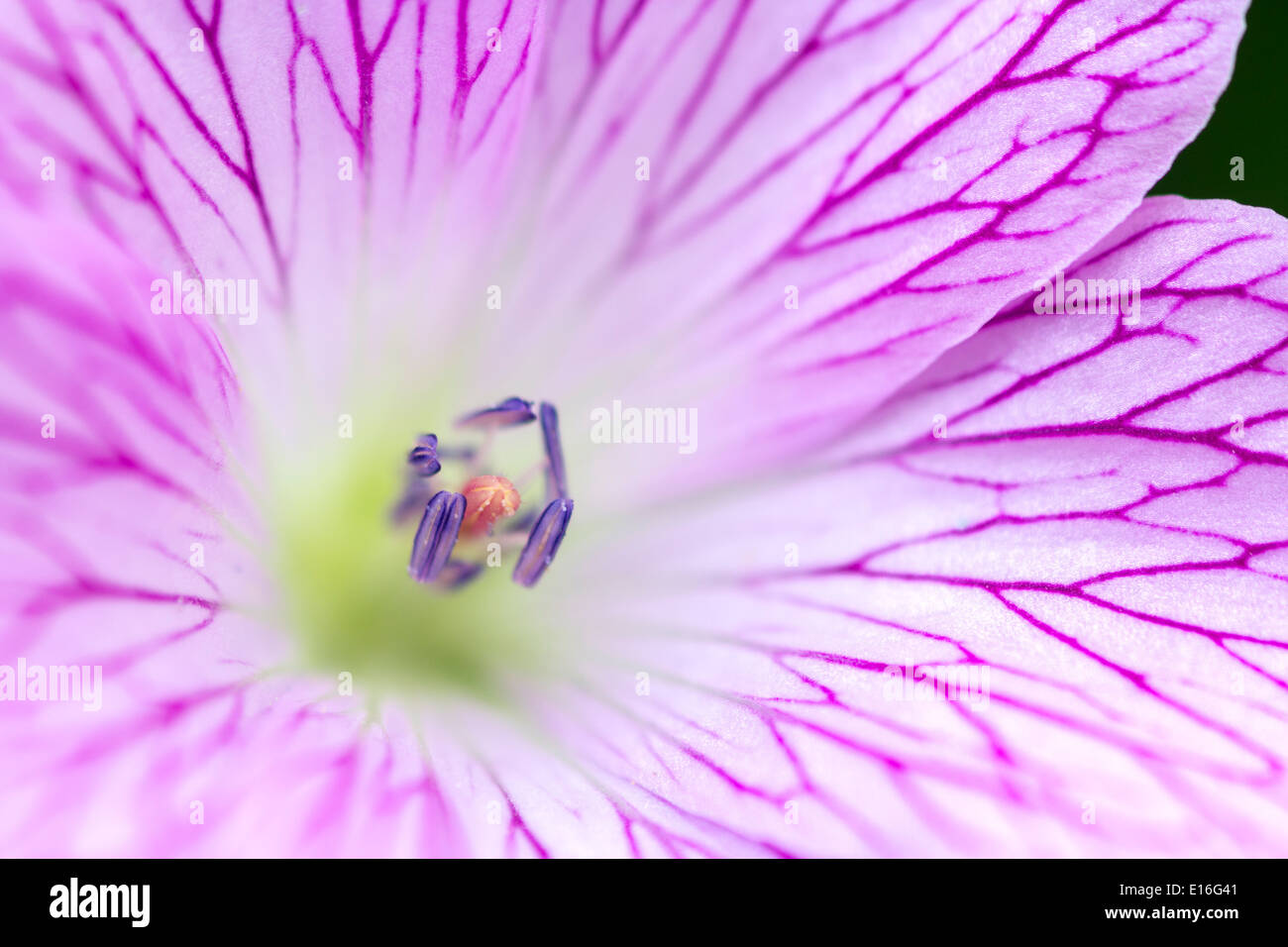 Pink Geranium flowering in an English cottage garden Stock Photo - Alamy