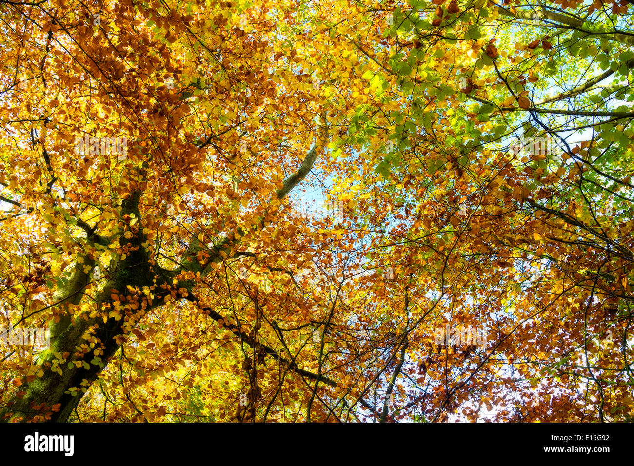 Autumn Trees Forest of Dean Gloucestershire Stock Photo