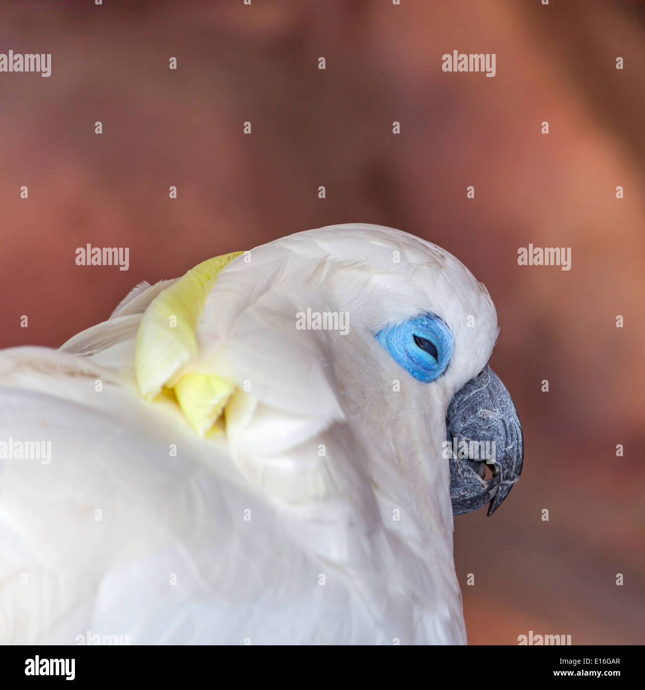 Lesser sulphur crested cockatoo hi-res stock photography and images - Alamy
