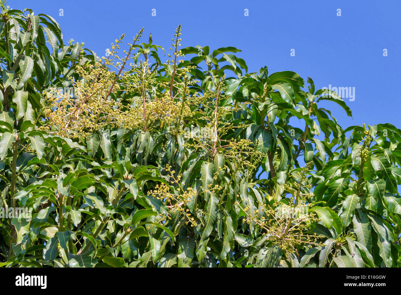 Flower of mango Stock Photo Alamy