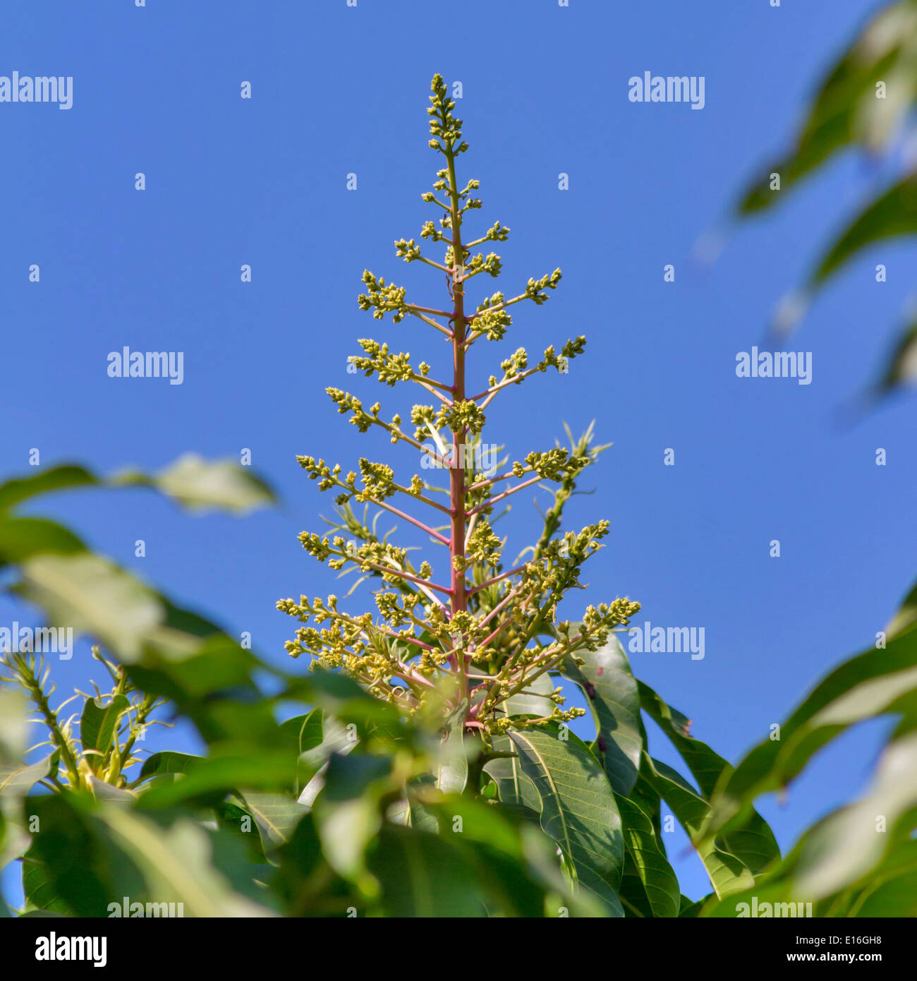 Mango tree in bloom with mango flowers appear in spring to summer Stock  Photo - Alamy
