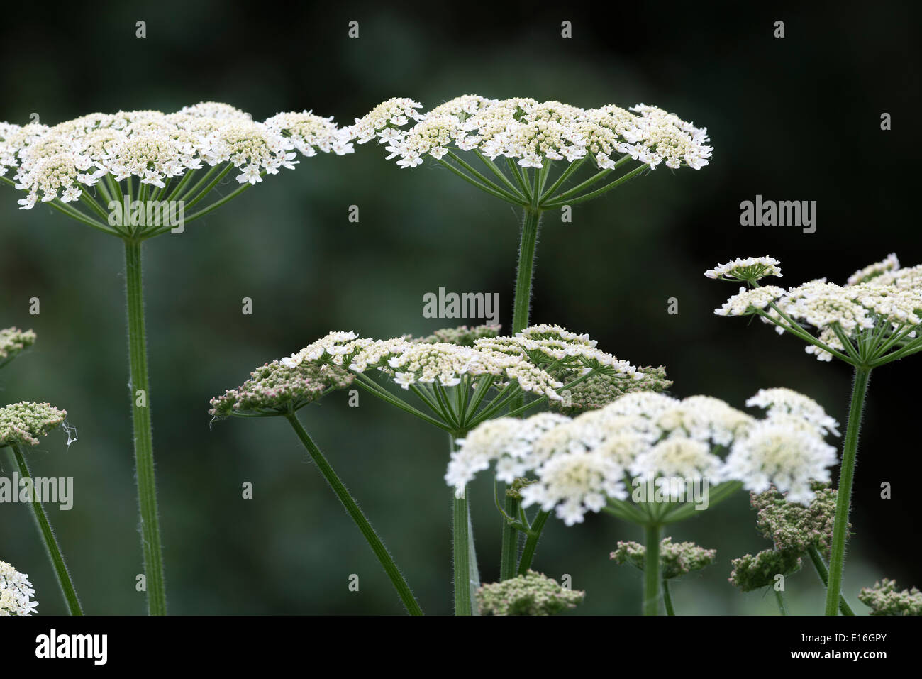 Closeup of White Wild Chervil or Cow Parsley Flowers in Woodland at