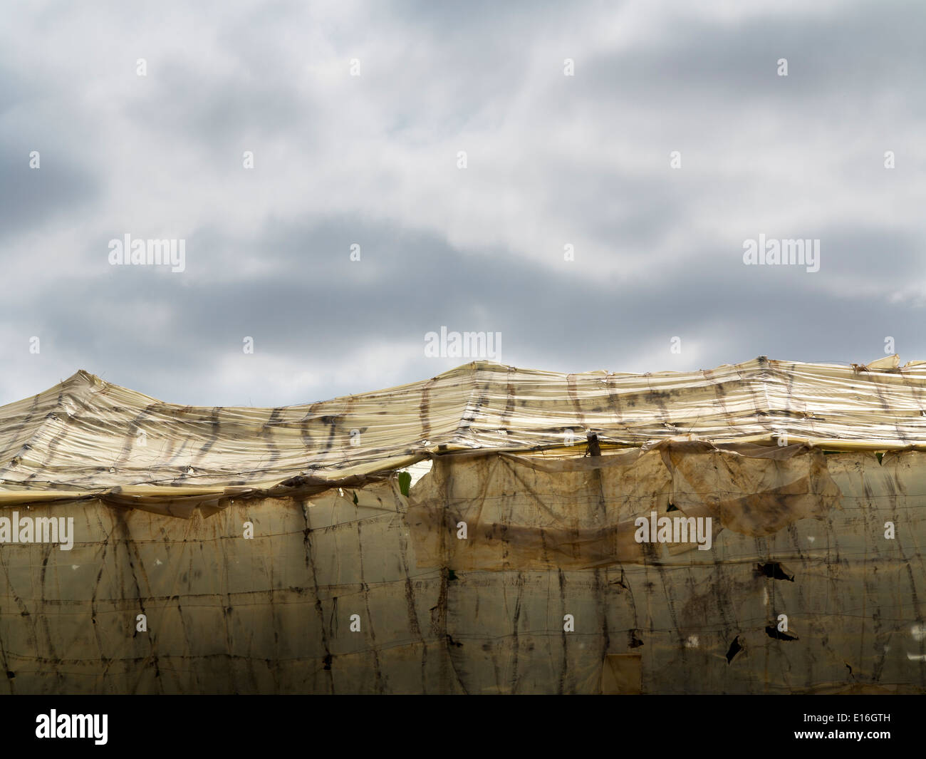 The top canopy of a large polytunnel in a banana plantation against a cloudy sky Stock Photo
