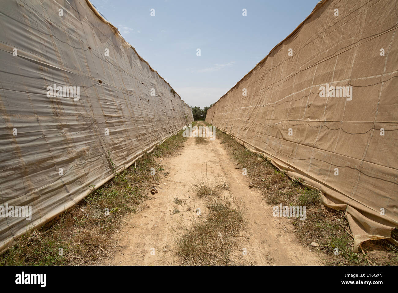 Wide angle shot between the rows of two large polytunnels in a banana plantation Stock Photo
