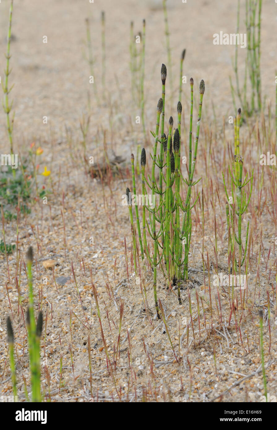 Cone-like, spore-bearing strobili at the tips of shoots of field horsetail, common horsetail or mare's tail (Equisetum arvense) growing in sand Stock Photo