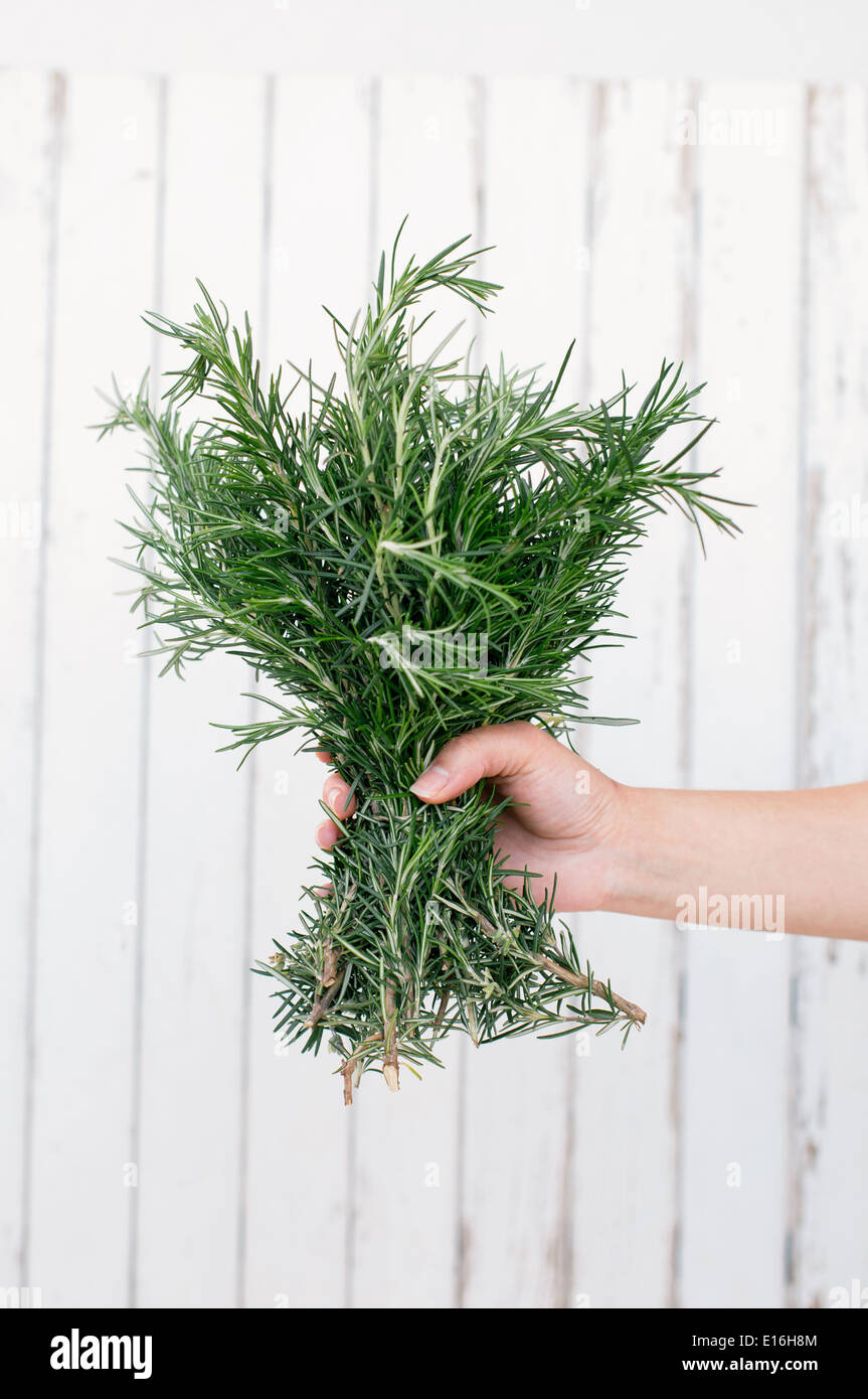 Hand holding fresh rosemary hi-res stock photography and images