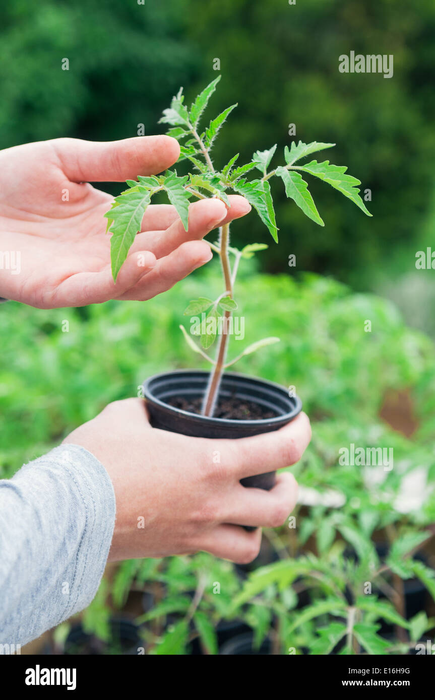 Hand holding pot with tomato seedling Stock Photo