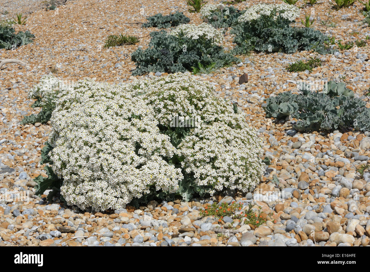Sea Kale (Crambe maritima) in flower growing on a shingle beach.    Rye Harbour Nature Reserve. Rye, Sussex, England, UK. Stock Photo