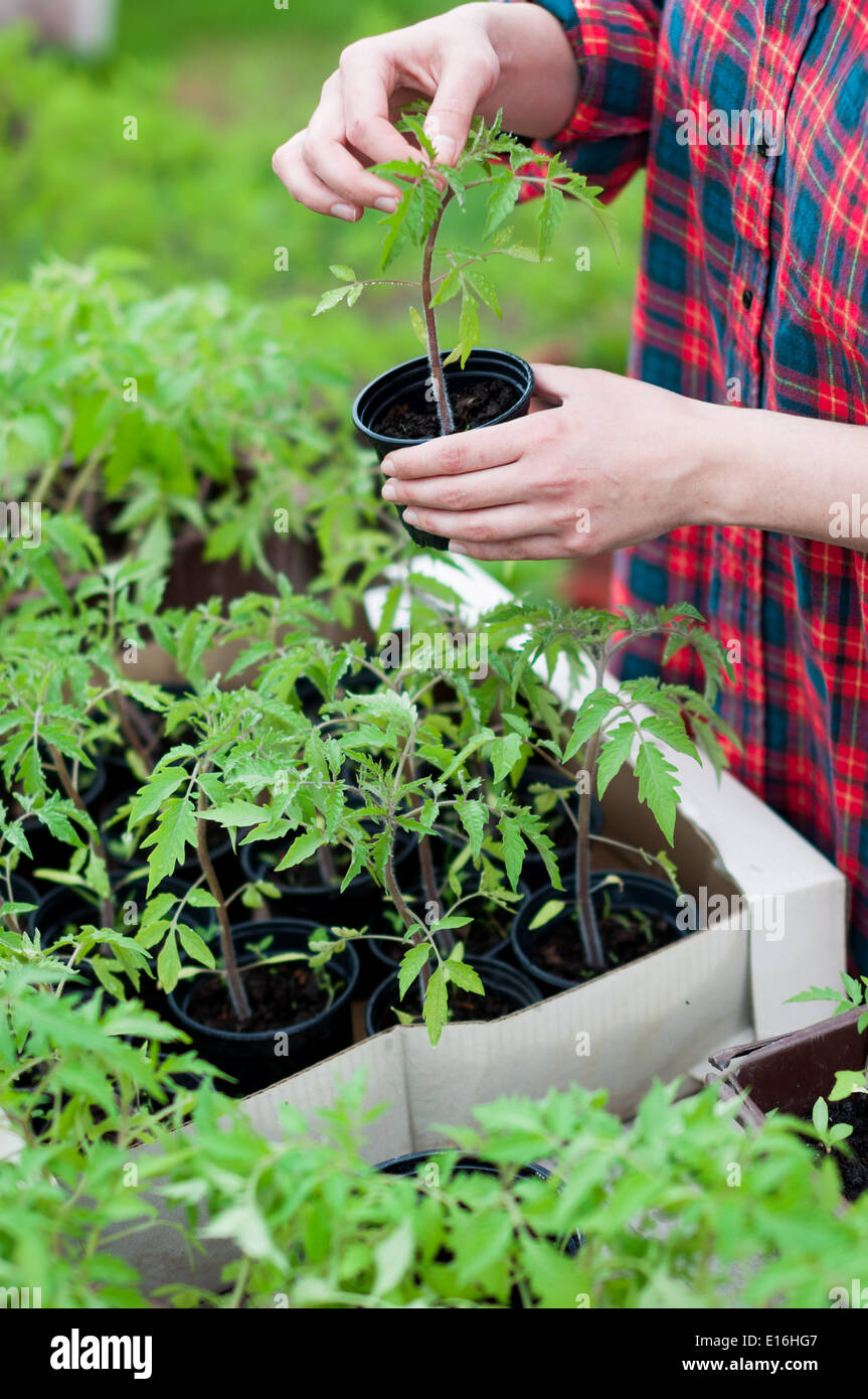 Woman holding young tomato seedling Stock Photo - Alamy