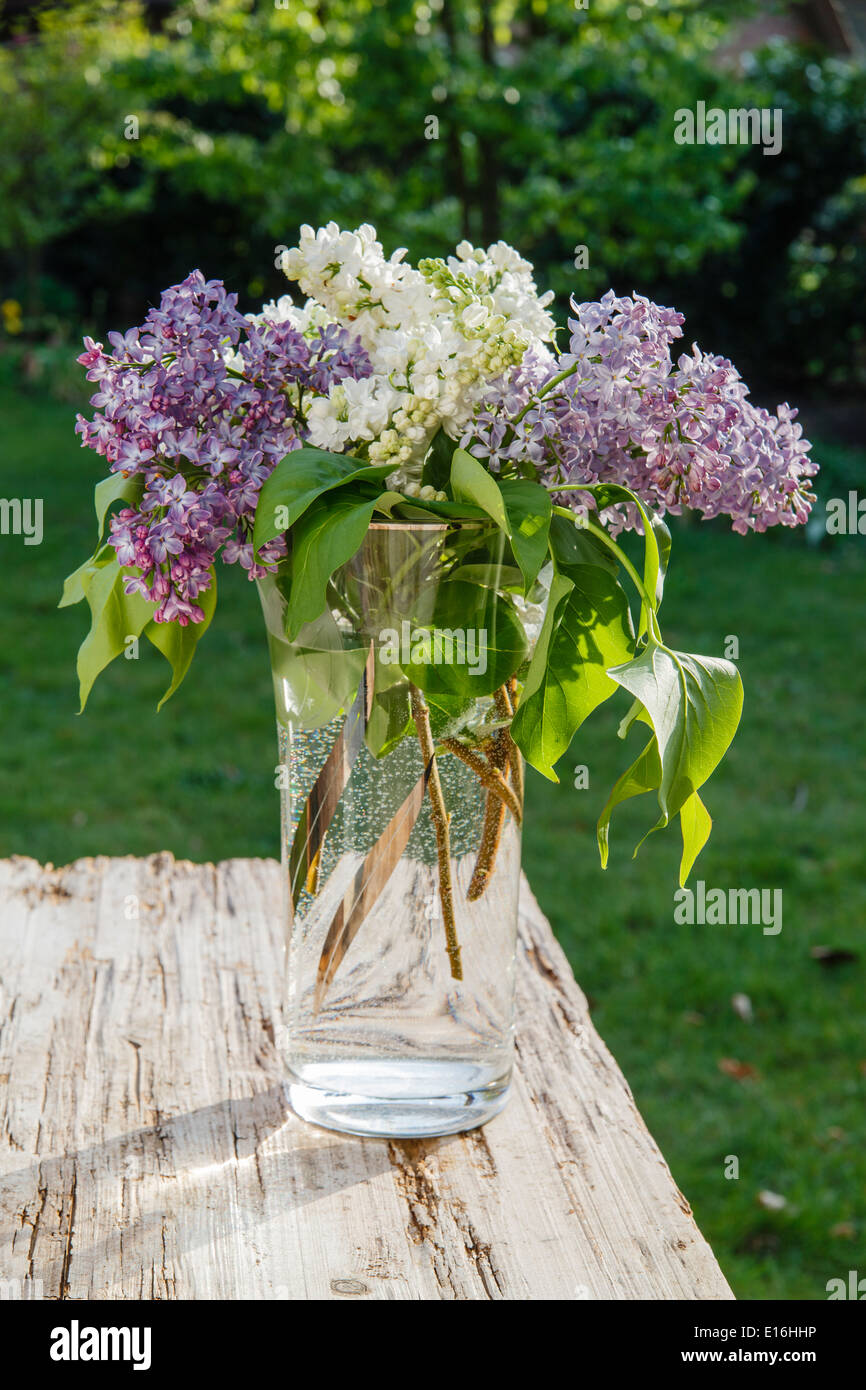 Fliederstrauß(Syringa) in Vase Stock Photo