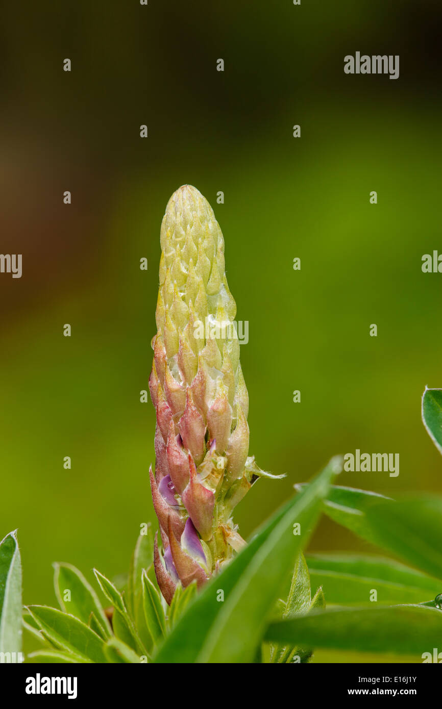 Lupine (Lupinus polyphyllus) bud Stock Photo