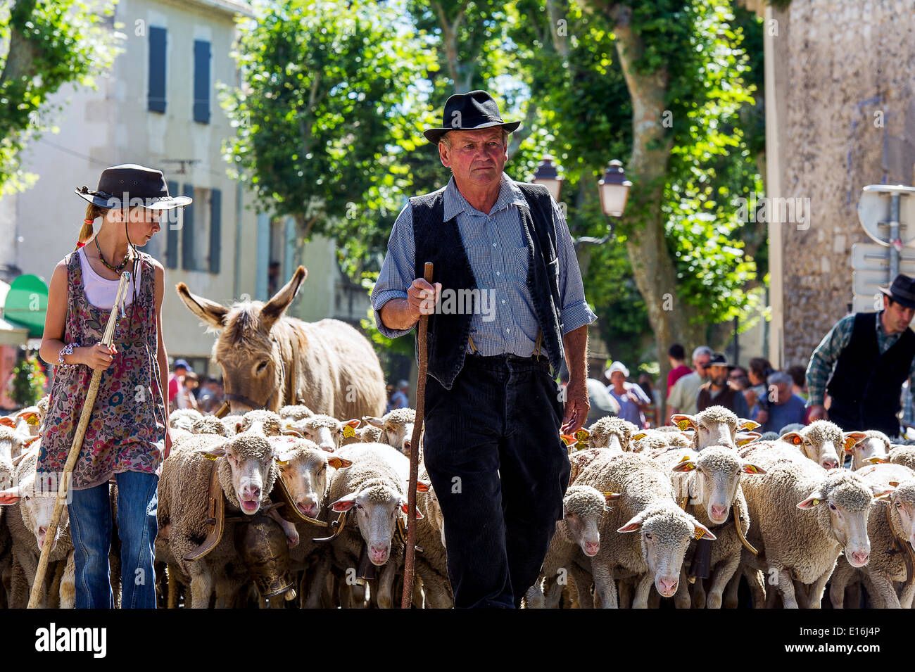 Europe, France, Bouches-du-Rhone, Saint-Remy-de-Provence. Festival of transhumance. Parade. Stock Photo