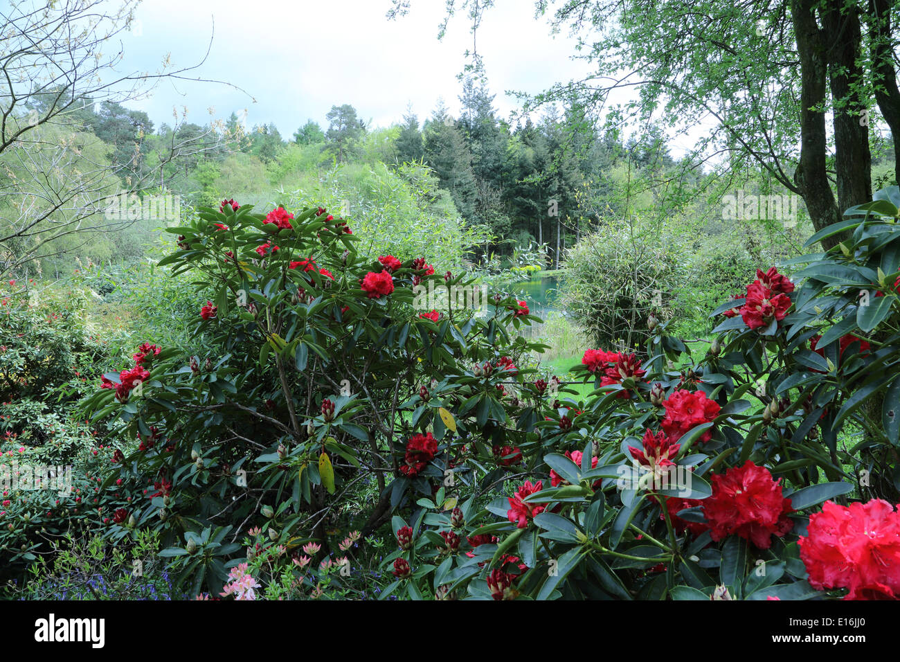 The Himalayan Garden Grewelthorpe Ripon Stock Photo