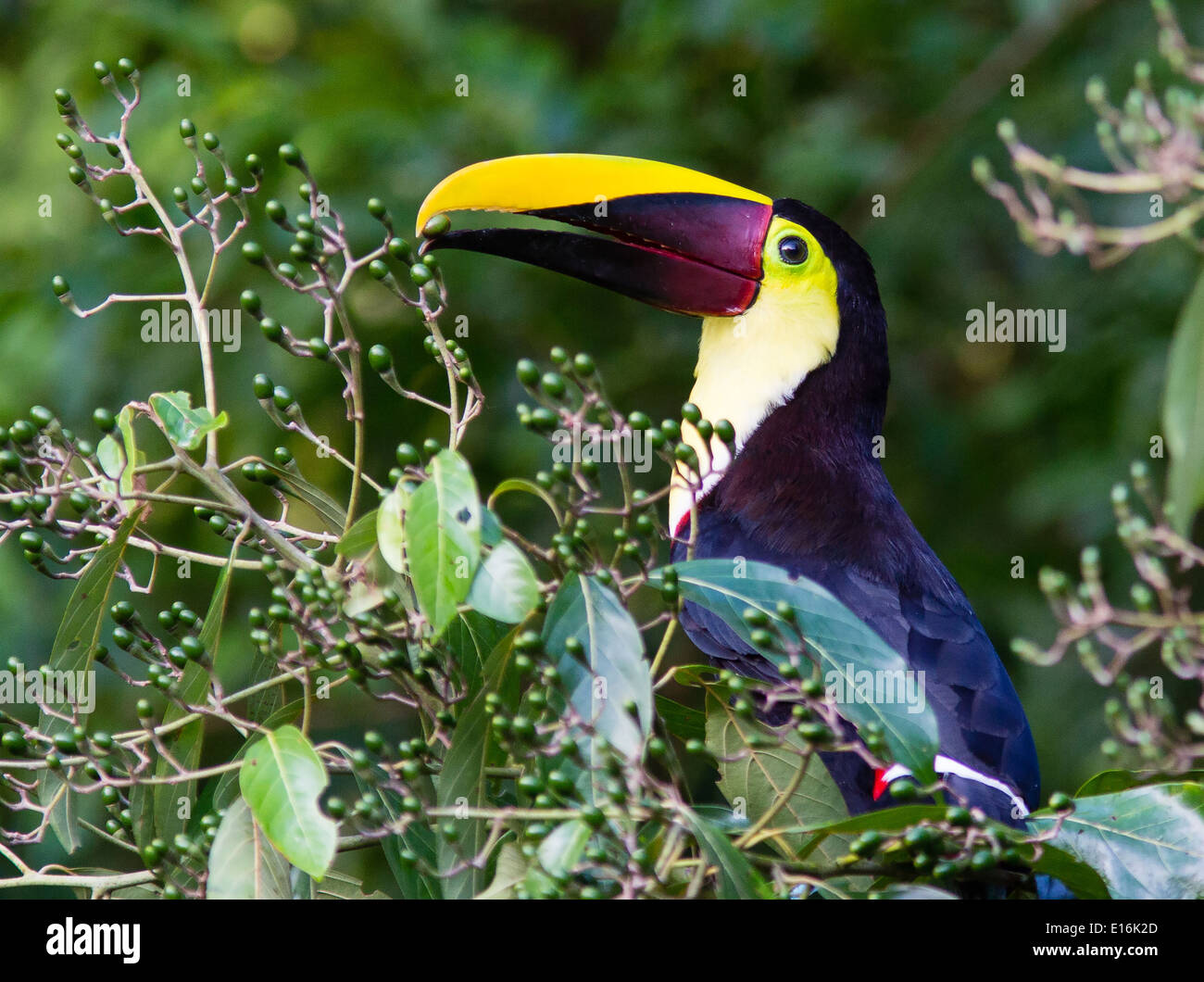 Chestnut Mandibled Toucan Ranphastos swainsonii feeding on green berries from a rainforest tree Sarapiqui Costa Rica Stock Photo