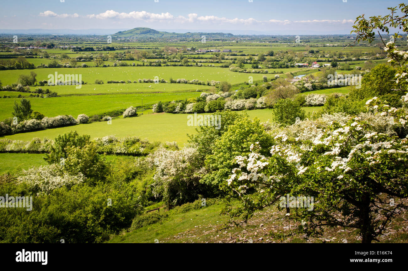 View from Crook Peak over Sedgemoor and the Somerset Levels to Brent Knoll in late spring Stock Photo