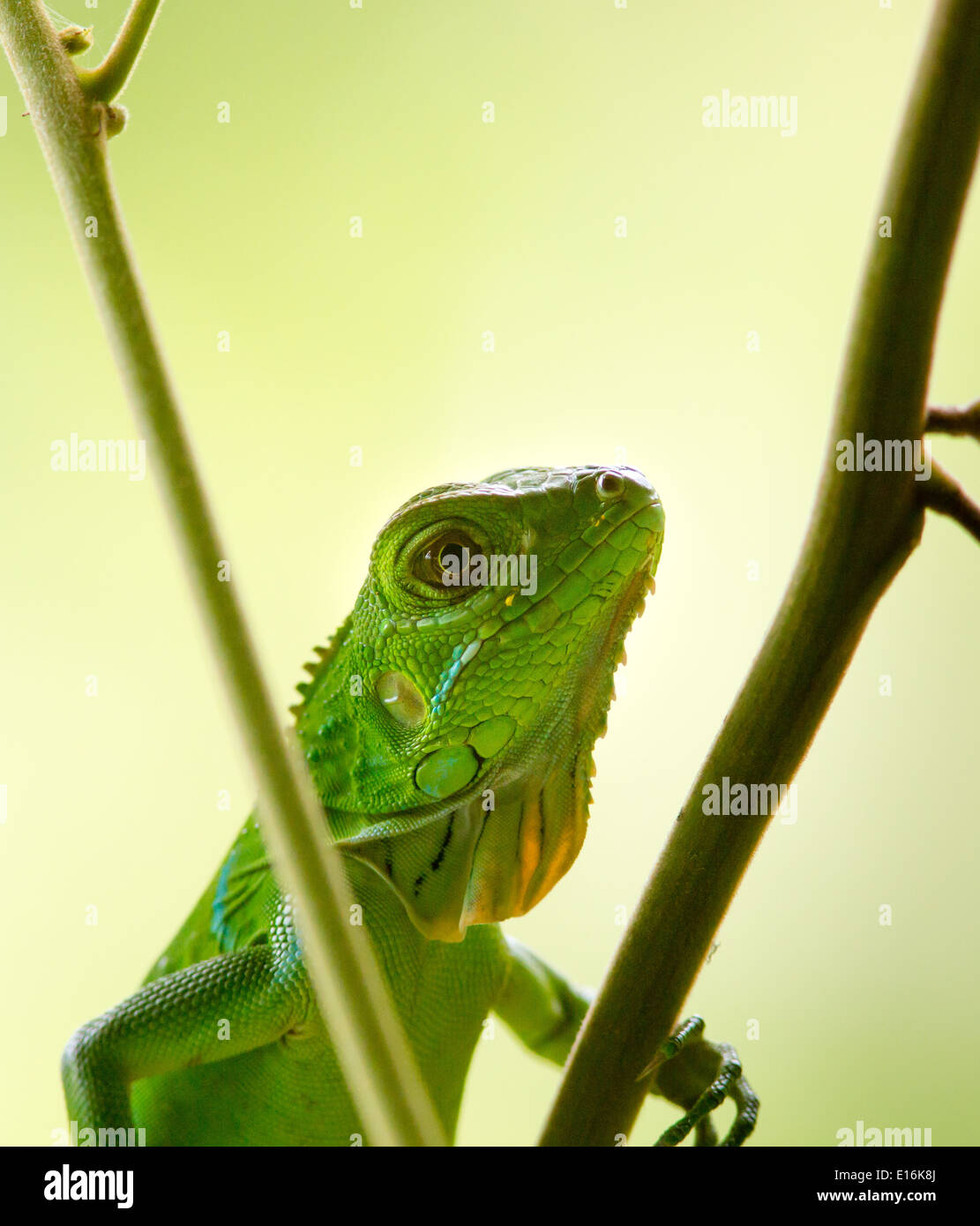 Portrait of a young iguana climbing a vine - Osa Peninsula Costa Rica Stock Photo