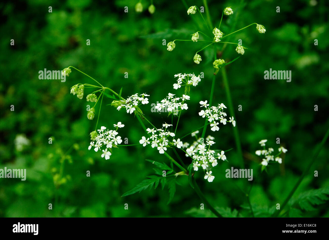 Cow Parsley ( Anthriscus sylvestris ) In Flower During Spring, UK Stock Photo