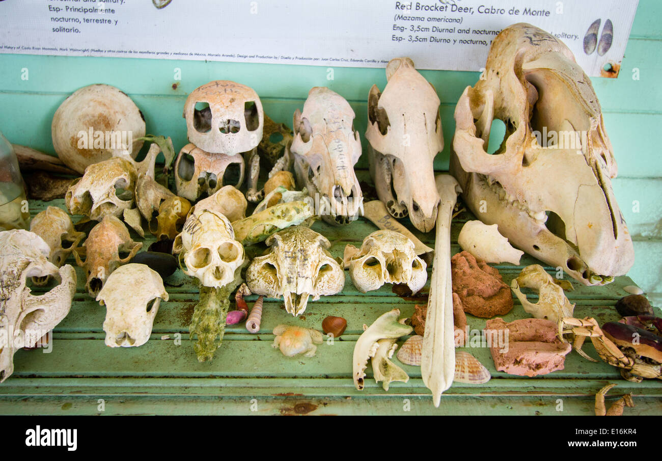 Collection of skulls from animals found in the Corcovada National Park in Costa Rica - from tapir to turtle pelican to monkey Stock Photo - Alamy Collection of skulls from animals found in the Corcovada National Park in Costa Rica - from tapir to turtle pelican to monkey Stock Photo - Alamy