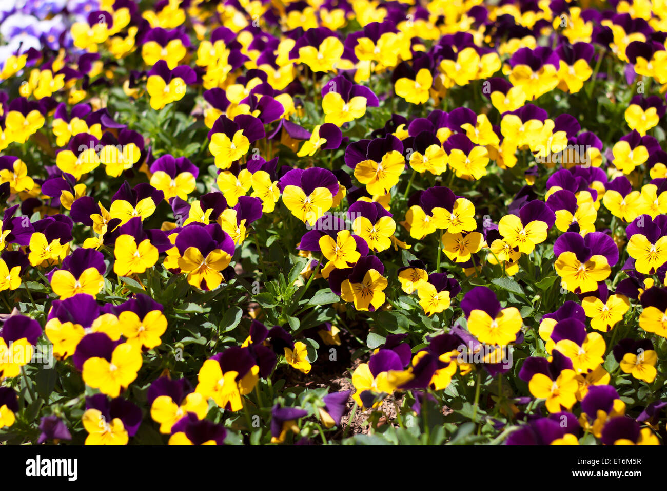 viola tricolor pansy, flower bed bloom in the garden. Stock Photo