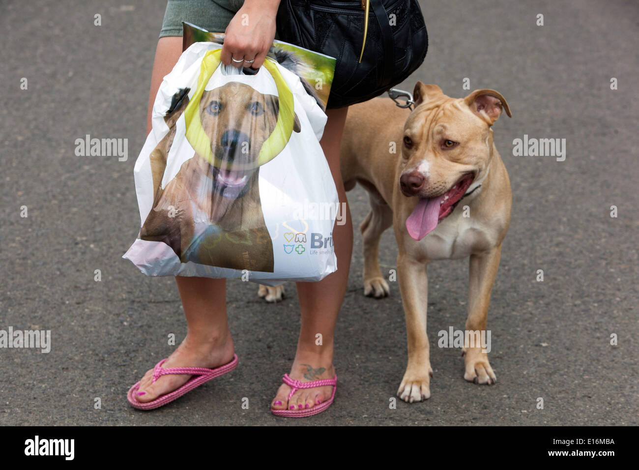 woman with plastic bag and dog, pitbull terrier Stock Photo - Alamy