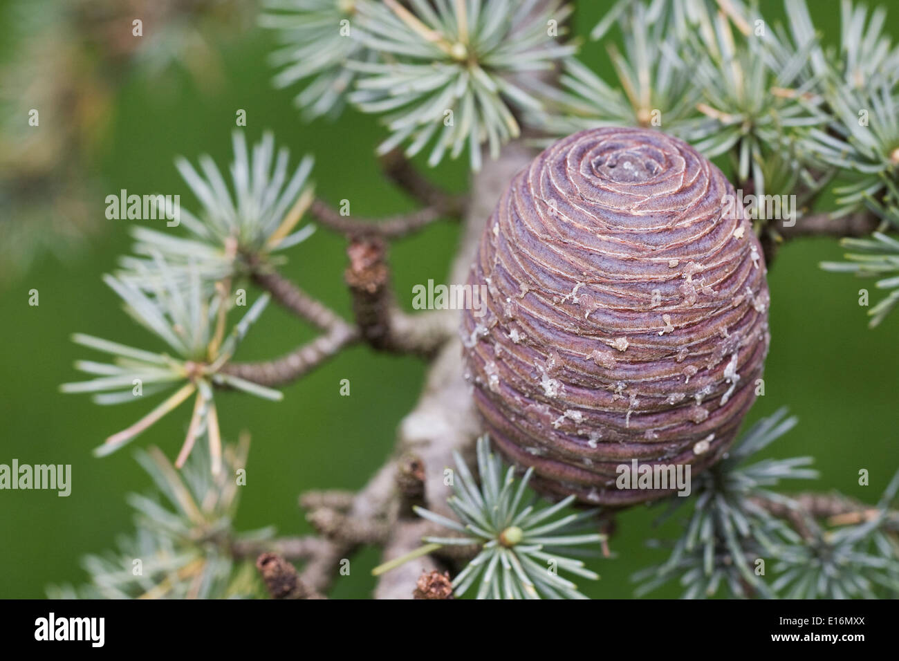 Cedrus atlantica pine cone. Atlas Cedar. Stock Photo
