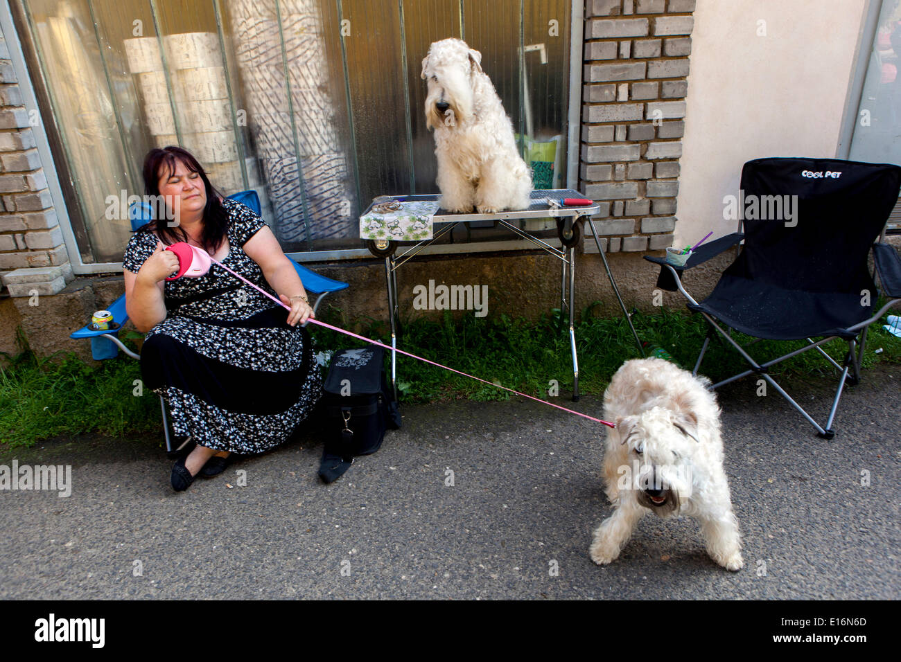 woman and her dogs Stock Photo