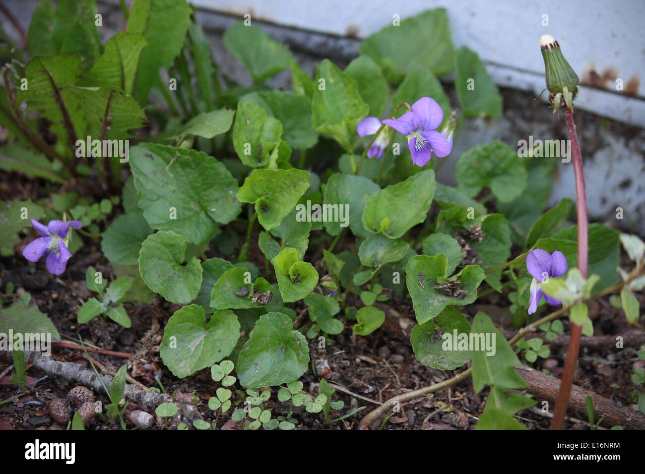 Viola Sororia Stock Photo Alamy
