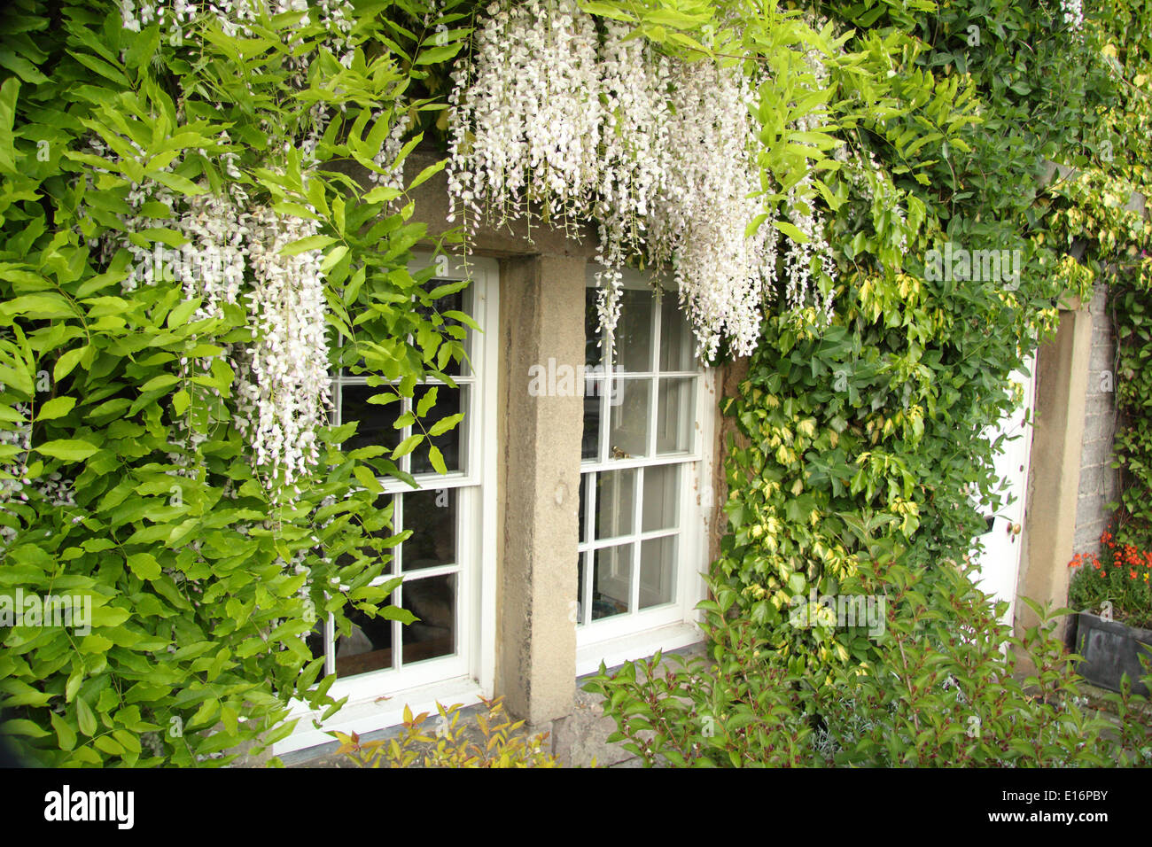 Wisteria sinensis Alba - Chinese wisteria frames the windows of an English country cottage, Stock Photo