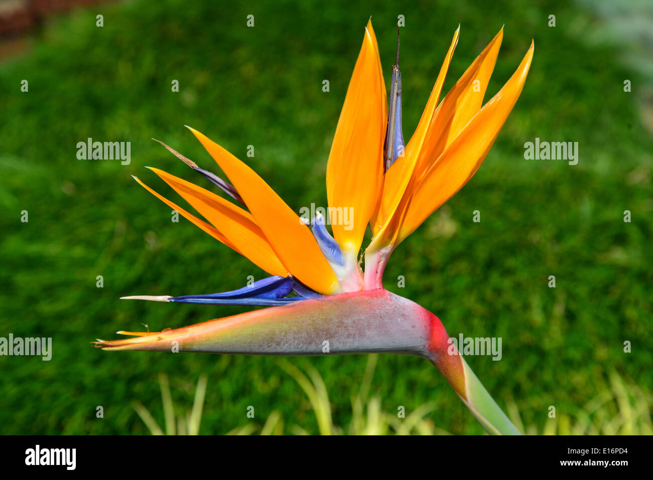 'Bird of Paradise' flower, CBD, Sandton, Johannesburg, Gauteng Province