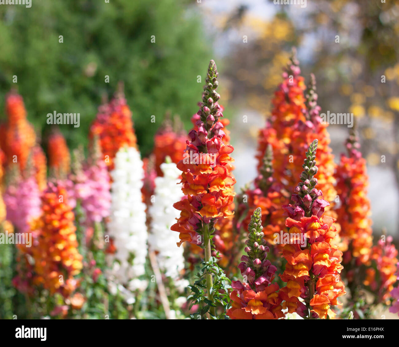 Forest flower bouquet hi-res stock photography and images - Alamy