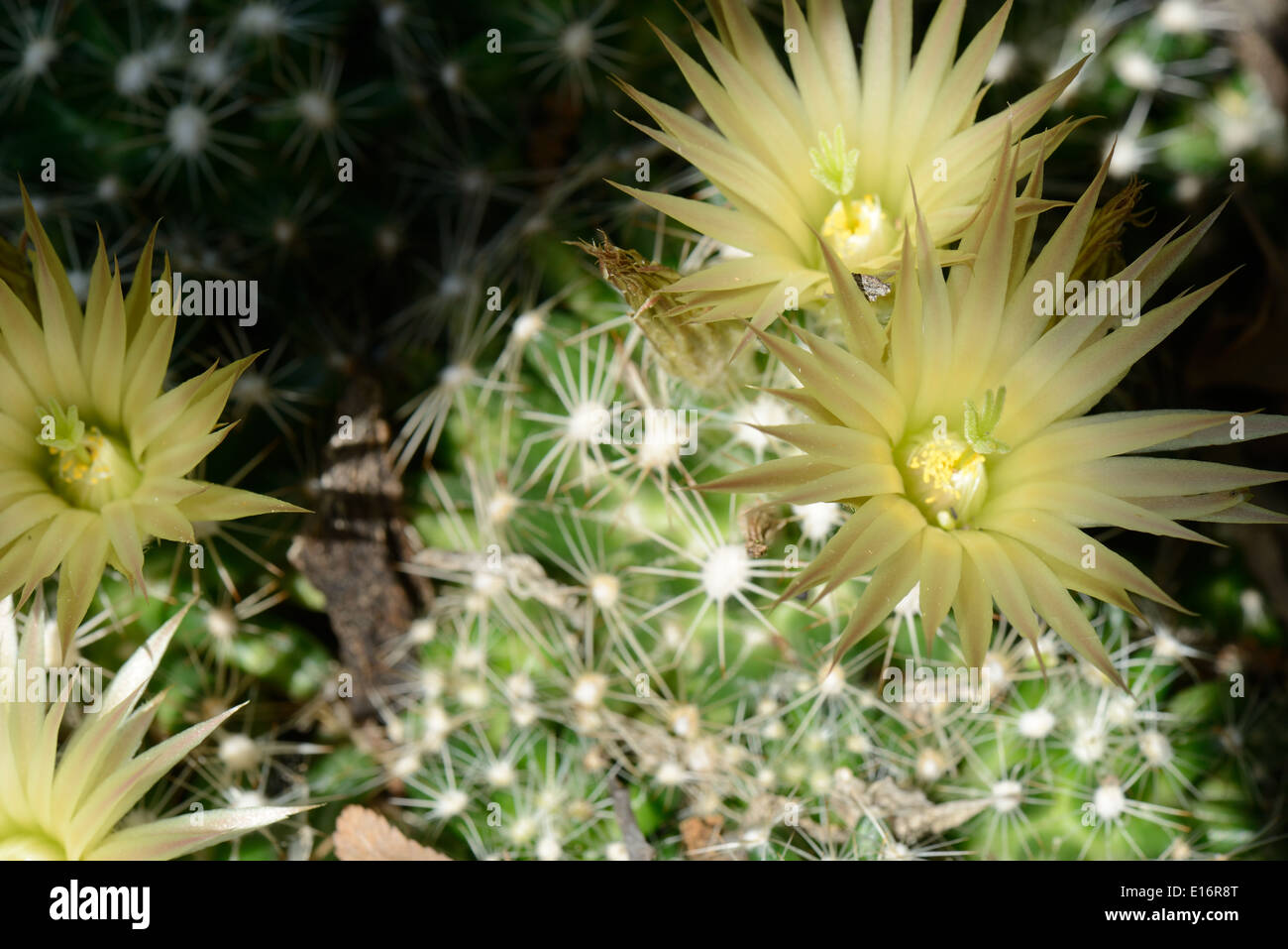 Plains Nipple Cactus bloom Stock Photo