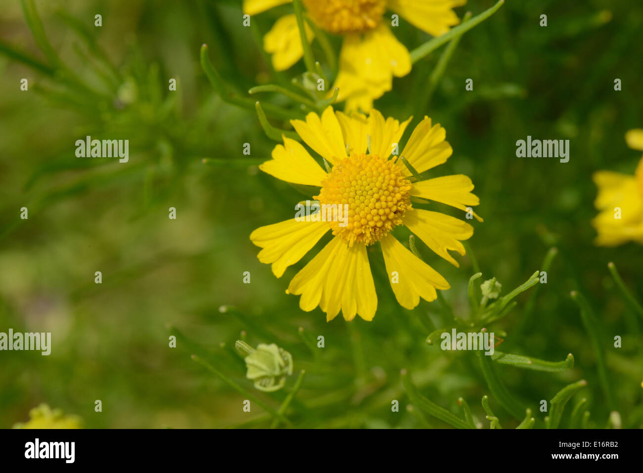 Bitter weed Stock Photo Alamy