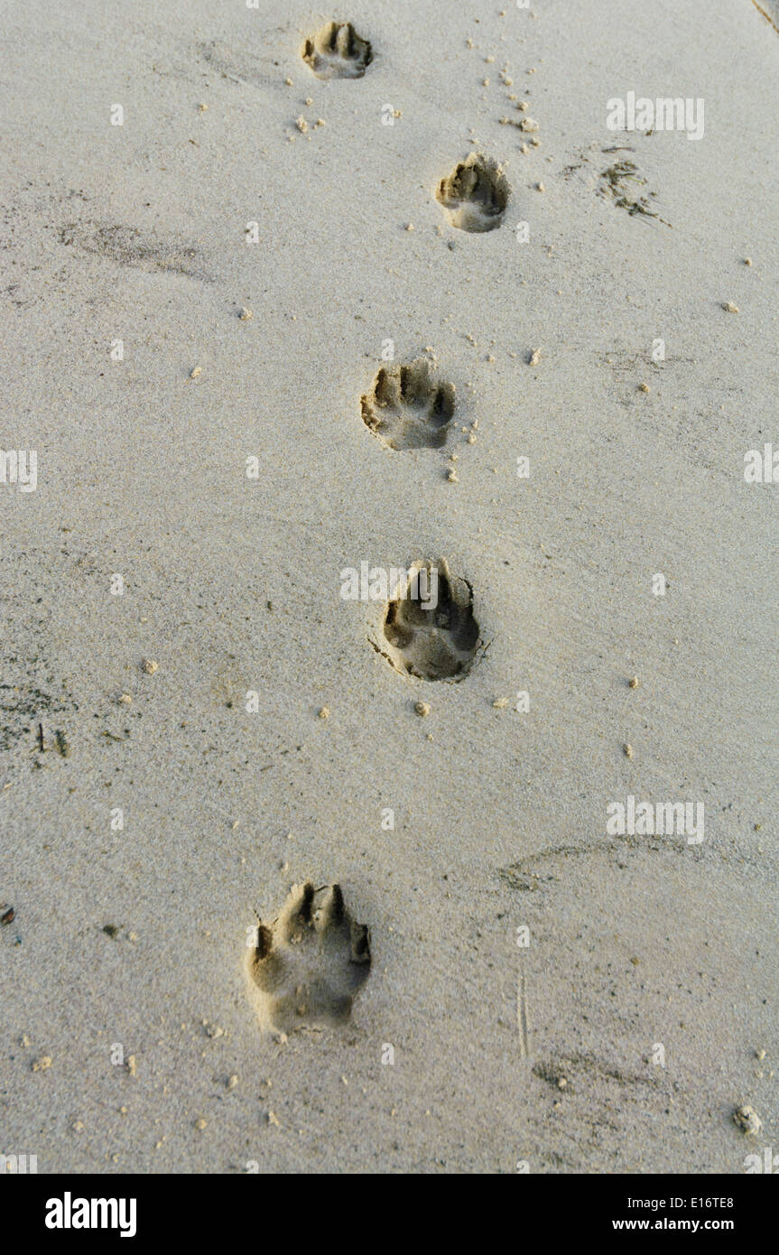 Dingo Tracks Fraser Island Queensland Australia Stock Photo Alamy